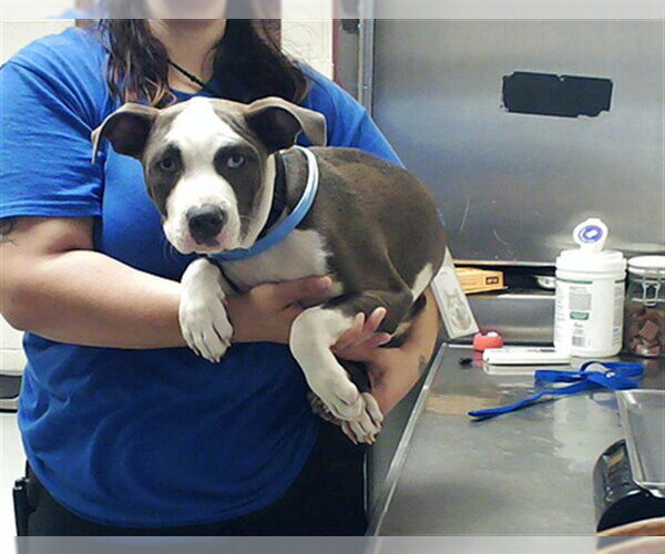 Medium Photo #1 Mutt Puppy For Sale in Fayetteville, NC, USA