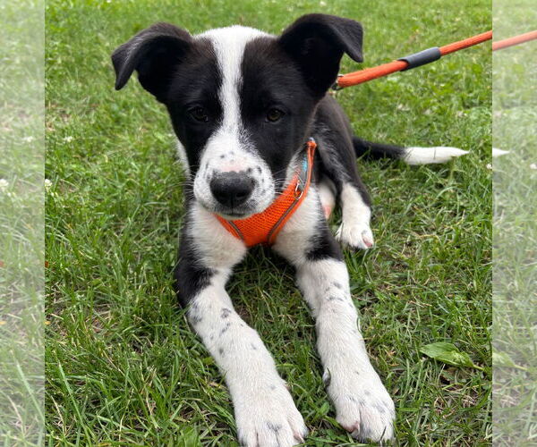 Medium Photo #22 Huskies -Unknown Mix Puppy For Sale in Fargo, ND, USA