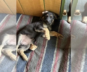 Medium German Shepherd Dog