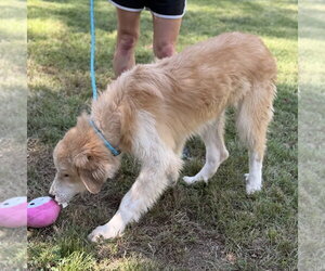 Golden Freddy - Male Golden Retriever Dog for Adoption - Photo #4