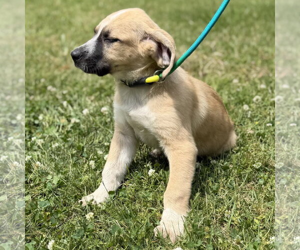 Medium Photo #4 Labrador Retriever Puppy For Sale in Yardley, PA, USA
