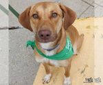 Small #8 Labrador Retriever Mix