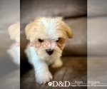 Small Photo #6 Shorkie Tzu Puppy For Sale in RIPLEY, MS, USA