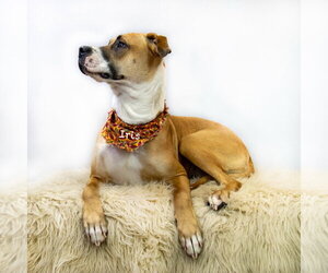 Iris - Female Boxer-Unknown Mix Dog for Adoption - Photo #2