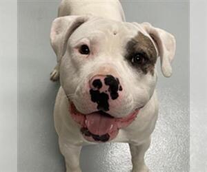 American Bulldog Dogs for adoption in St. Cloud, FL, USA
