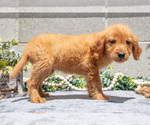 Small #5 Golden Retriever