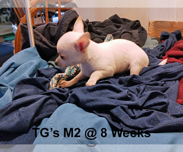 Medium Photo #2 Chihuahua Puppy For Sale in BELLE FOURCHE, SD, USA