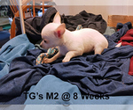 Small #1 Chihuahua