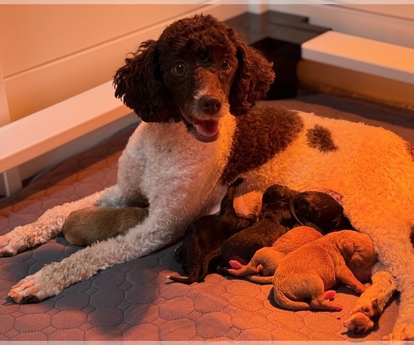 Medium Photo #1 Poodle (Toy) Puppy For Sale in DALLAS, TX, USA