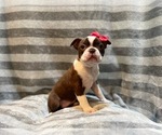 Small Photo #1 Boston Terrier Puppy For Sale in LAKELAND, FL, USA