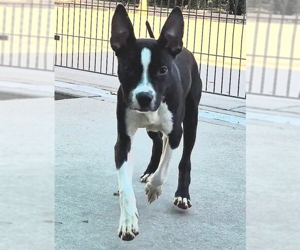 Medium Photo #1 Mutt Puppy For Sale in Sacramento, CA, USA