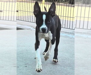 Mutt Dogs for adoption in Sacramento, CA, USA