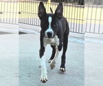 RAIDER - Male Mutt Dog for Adoption - Small photo