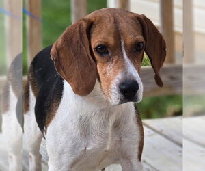 Beagle Dogs for adoption in Social Circle, GA, USA