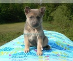 Small #1 German Shepherd Dog