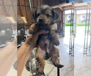 Yorkshire Terrier Puppy for sale in WHITE OAK, GA, USA