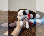 Small Photo #3 French Bulldog-Mini Australian Shepterrier Mix Puppy For Sale in JACKSONVILLE, FL, USA