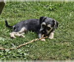Small #7 Chihuahua Mix