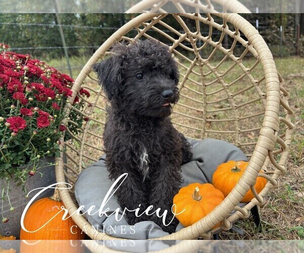 Medium Photo #3 Schnoodle (Miniature) Puppy For Sale in NIANGUA, MO, USA