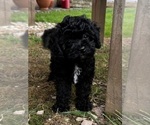 Puppy Little  Maya Cavapoo