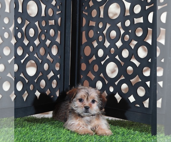 Medium Photo #2 Shorkie Tzu Puppy For Sale in MOUNT VERNON, OH, USA