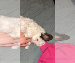 Shorkie Tzu Puppy for sale in COLORADO SPRINGS, CO, USA