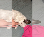Small Shorkie Tzu