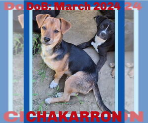 Chihuahua-Unknown Mix Dogs for adoption in Sebec, ME, USA