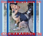 Small Chihuahua Mix