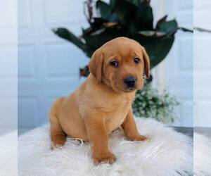 Labrador Retriever Puppy for sale in COATESVILLE, PA, USA