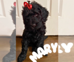 Puppy Mary Labradoodle-Poodle (Standard) Mix