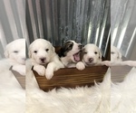 Small Photo #3 Pyredoodle Puppy For Sale in TRENTON, GA, USA