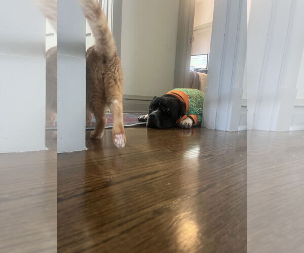 Medium Photo #3 Mutt Puppy For Sale in Crete, IL, USA