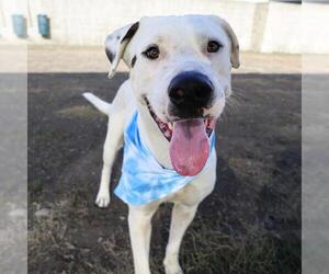 American Staffordshire Terrier-Unknown Mix Dogs for adoption in San Antonio, TX, USA