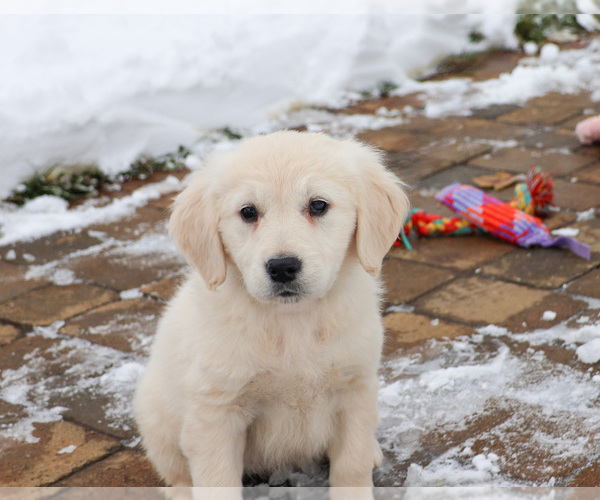 Medium Photo #6 English Cream Golden Retriever Puppy For Sale in SYRACUSE, IN, USA