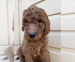 Puppy Puppy 3 Goldendoodle
