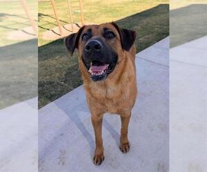 German Shepherd Dog-Unknown Mix Dogs for adoption in Redlands, CA, USA
