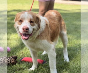 Australian Shepherd Dogs for adoption in Yardley, PA, USA