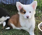 Small Pembroke Welsh Corgi