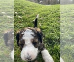Small Photo #4 Aussiedoodle-Poodle (Standard) Mix Puppy For Sale in COTTAGE GROVE, OR, USA
