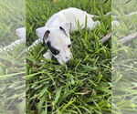 Small #1 Mutt