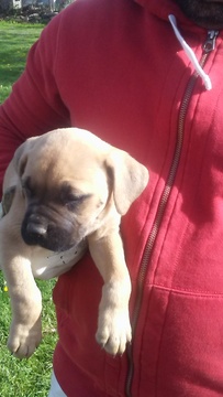 Medium Photo #1 Cane Corso Puppy For Sale in CLEVELAND, OH, USA