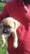 Small Photo #1 Cane Corso Puppy For Sale in CLEVELAND, OH, USA