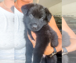 Small #3 German Shepherd Dog