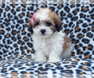 Zuchon Puppy for sale in LAKELAND, FL, USA