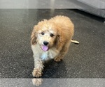 Small #8 Poodle (Toy)