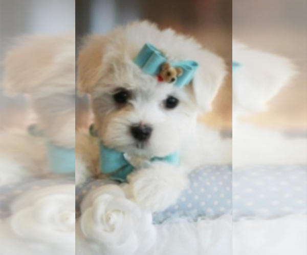 Medium Photo #1 Maltese Puppy For Sale in DELTONA, FL, USA