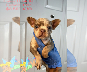 Medium French Bulldog