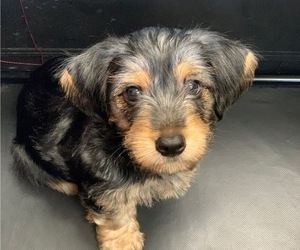 Morkie Puppy for sale in ROSEVILLE, CA, USA