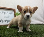 Small #7 Pembroke Welsh Corgi